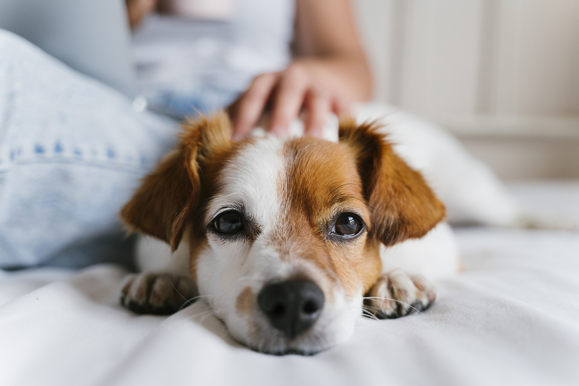 Garde d’animaux remboursée