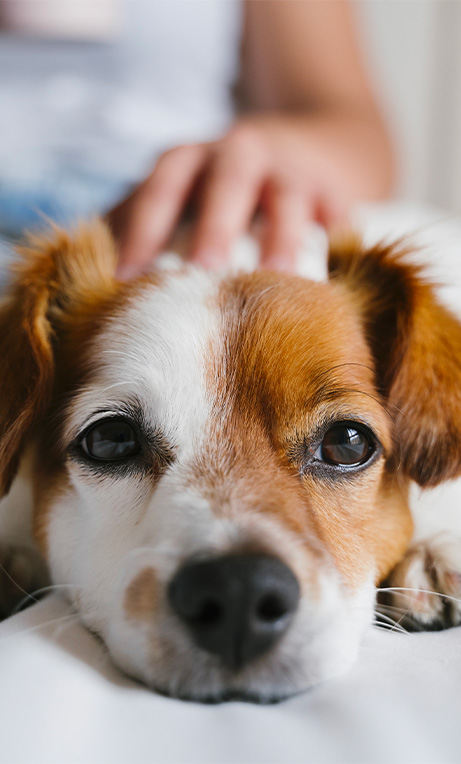 Garde d’animaux remboursée